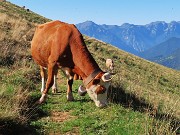 Rif. Alpe Cantedoldo (1500 m) dal Ponte dell’acqua -11sett23